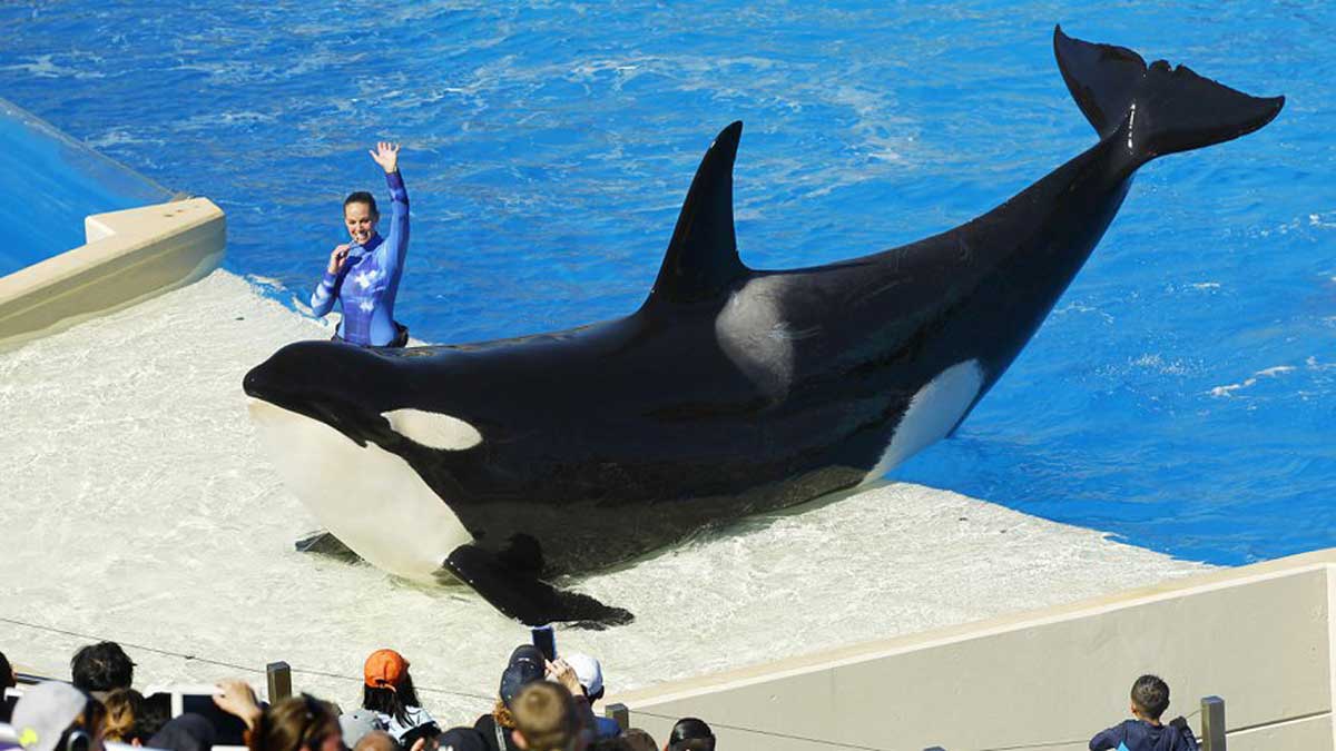 Sea World no hará más espectáculos con Orcas (Programación 2)