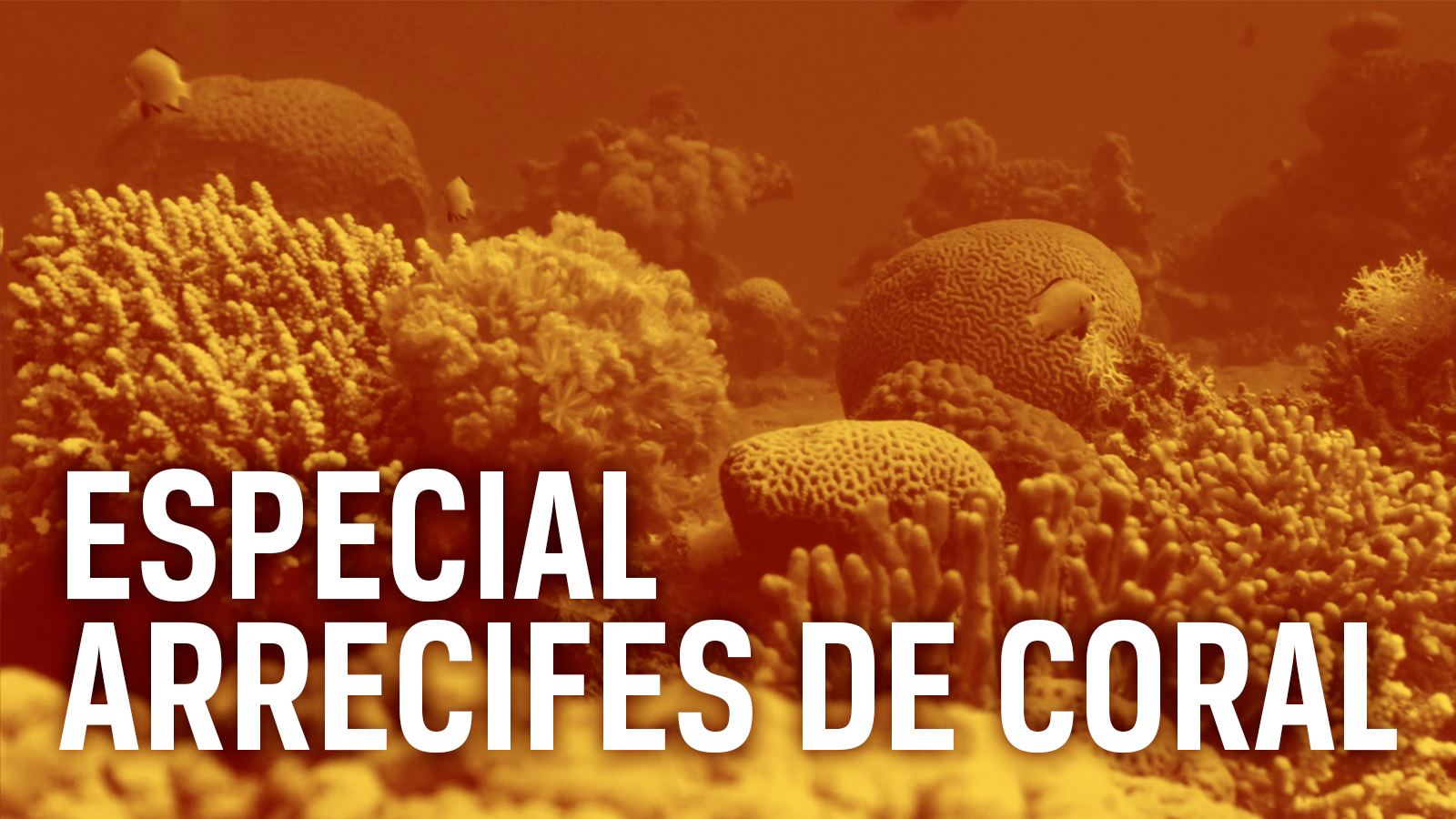 Especial arrecifes de coral