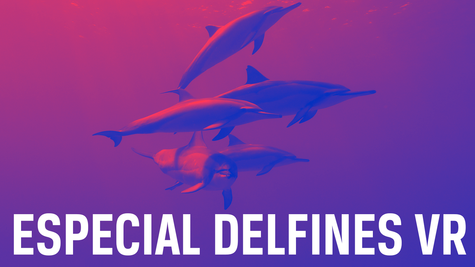 Especial delfines VR