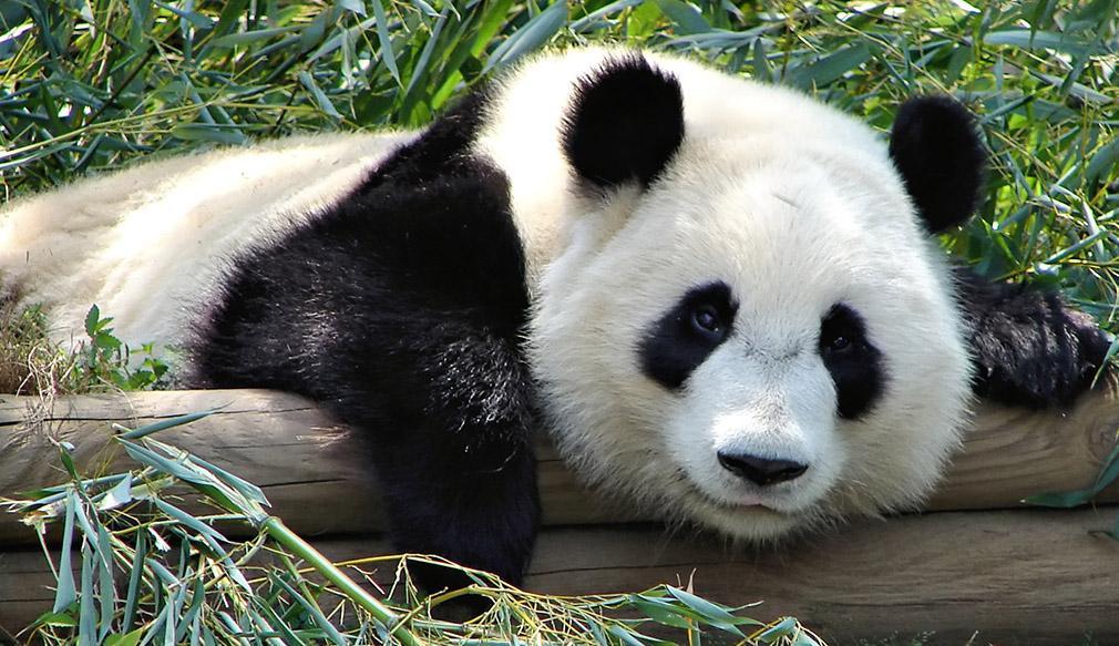 El oso panda gigante ya no está en peligro de extinción