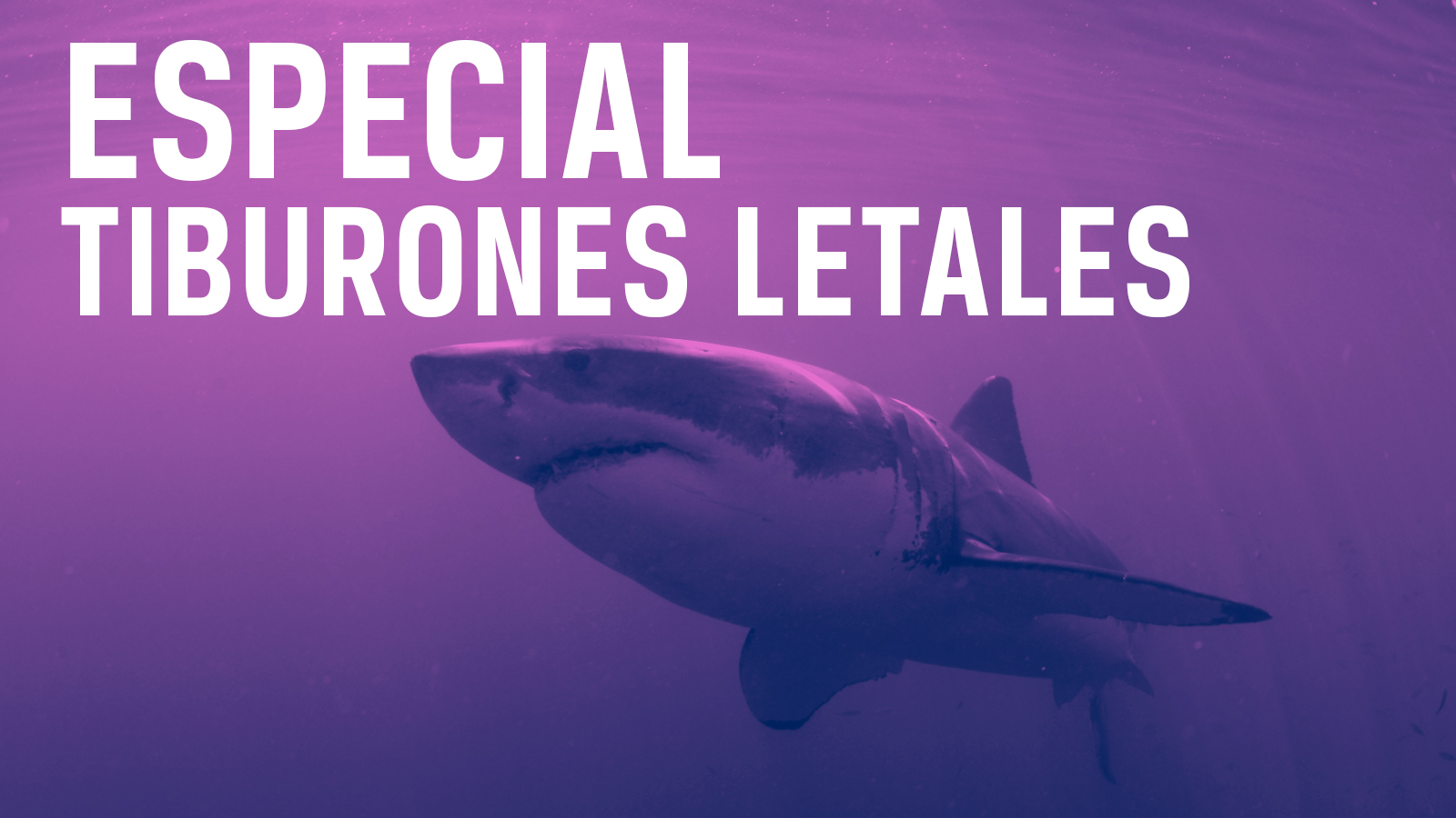 Especial tiburones letales