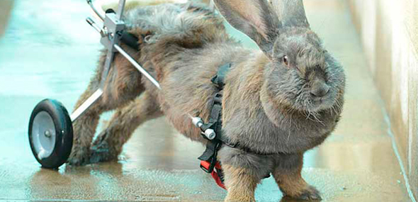 Este conejo paralizado recupera la movilidad
