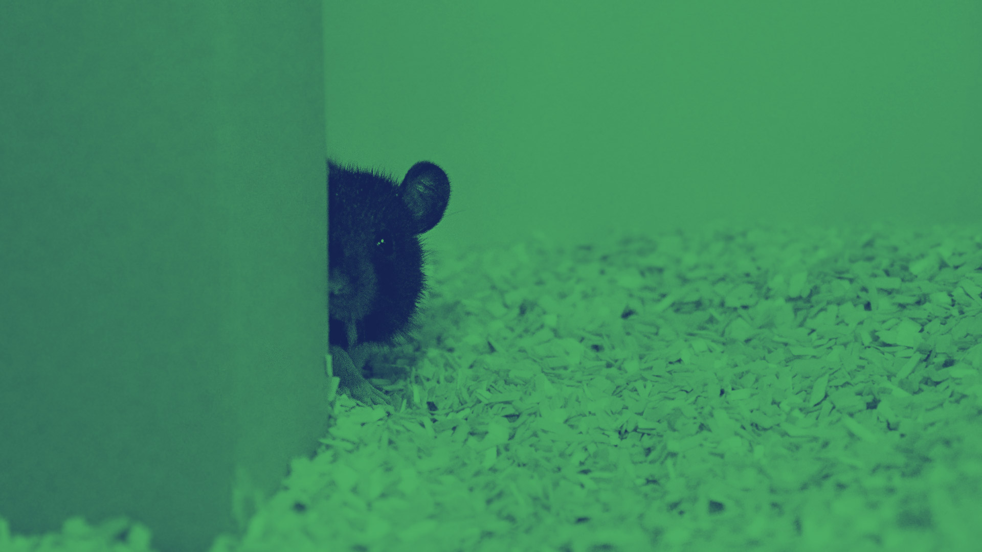 Las ratas aprenden a jugar al escondite y lo hacen mejor que tú