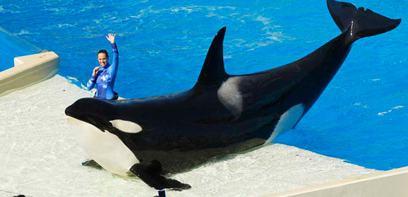 Sea World no hará más espectáculos con Orcas