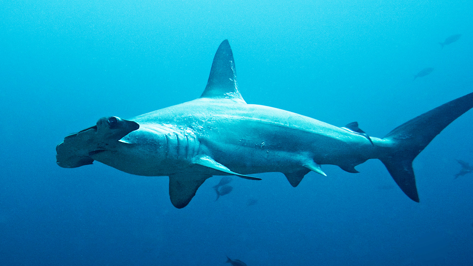 Los tiburones más curiosos derriban mitos