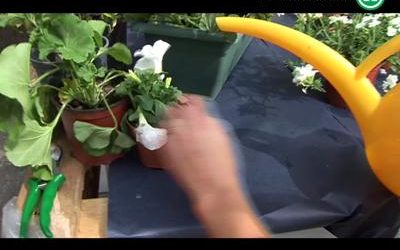 Cómo construir un cepillo de lijar y mantener las macetas floridas