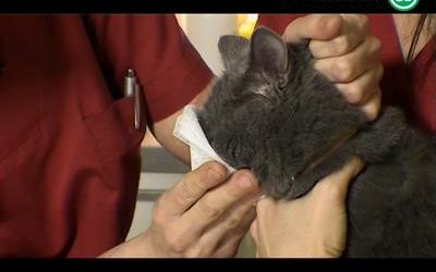 Cómo tratar una infección de ojos en gatos