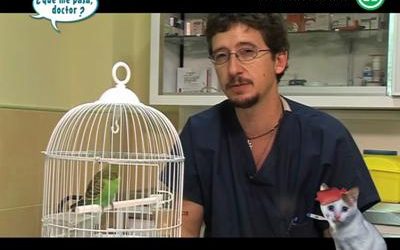 Cómo tratar un pájaro con problemas respiratorios