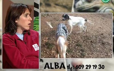 Cómo actúa ALBA en la protección animal 3