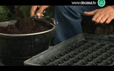 Cómo plantar en semillero