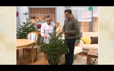 Las Cosas Decasa: Cómo cuidar un árbol de Navidad natural