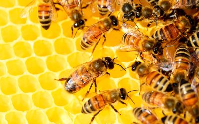 ¿Qué pasaría si se extinguen las abejas? (Programación 2)