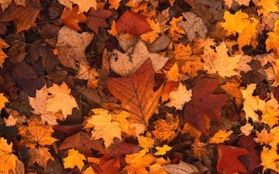 La caída de las hojas