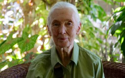 ¿Quién es Jane Goodall? El impacto de sus estudios