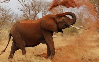 12 de agosto, Día Mundial del Elefante