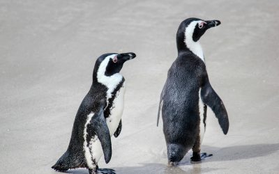 ¿Cómo nacen los pingüinos?