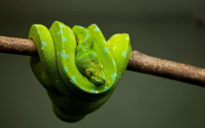 Ránking de las serpientes más peligrosas del mundo