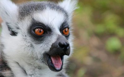 Animales increíbles que habitan en Madagascar